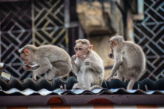 Monkey World in Courtallam, Tamil Nadu, India
