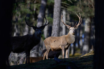 Red Deer stag (Cervus elaphus) standing amongst trees in a pine woodland in the highlands of Scotland, United Kingdom.