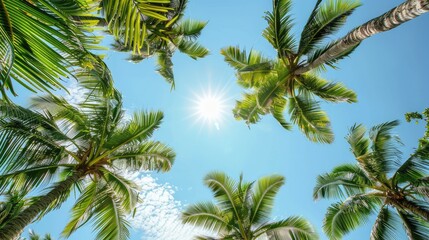 Fototapeta premium A sunny tropical background with palm trees and a blue sky. A view from below,