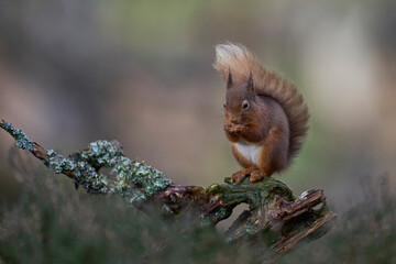 Red Squirrel (Sciurus vulgaris) feeding in a forest in the Highlands of Scotland.