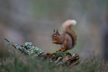 Red Squirrel (Sciurus vulgaris) feeding in a forest in the Highlands of Scotland.