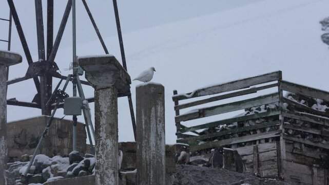 Snow Petrel Bird on Concrete Column Under Tower of Antarctica Research Station Base