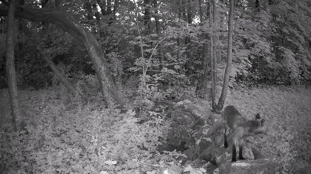 Young Red fox (Vulpes vulpes) stares at a trail camera at night on a moss-covered stone fence in Saaremaa, Estonia.