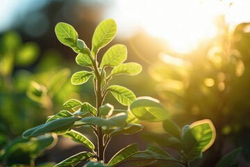 Obraz premium It sounds like you're interested in the intersection of urban planning, sustainability, and nature integration. Urban green spaces play a crucial role in creating livable cities while also promoting 