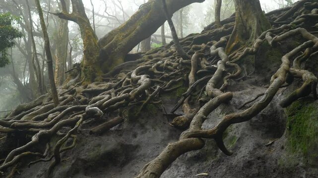 Giant tree roots above the ground in tropical forest in famous tourist destination Guna cave in Kodaikanal, Tamil Nadu