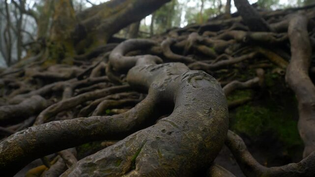 Closeup of giant twisted tree roots above the ground in tropical forest in famous tourist destination Guna Cave in Kodaikanal, Tamil Nadu