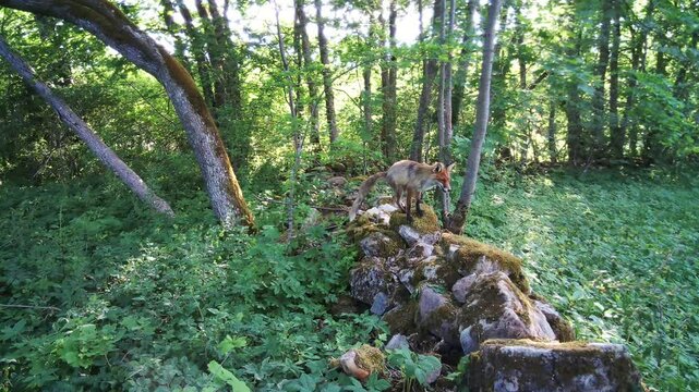 Red fox (Vulpes vulpes) climbs a moss-covered stone fence and poops on it. Saaremaa, Estonia.