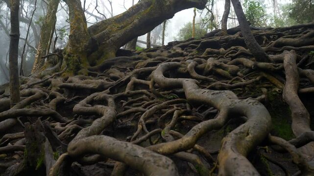 Giant twisted tree roots above the ground in tropical forest in famous tourist destination Guna Cave in Kodaikanal, Tamil Nadu