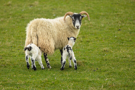 Scottish Black-faced ewe with two lambs in Springtime on the crofting island of Tiree, Inner Hebrides, Scotland. Facing front with two long, curly horns.  Horizontal.  Space for copy