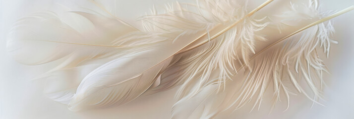 Fototapeta premium A close up of three white feathers, each with a distinct pattern