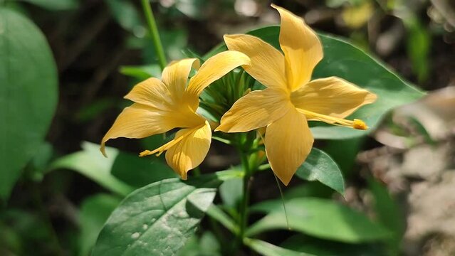 baleria plant wiyh yellow floser
