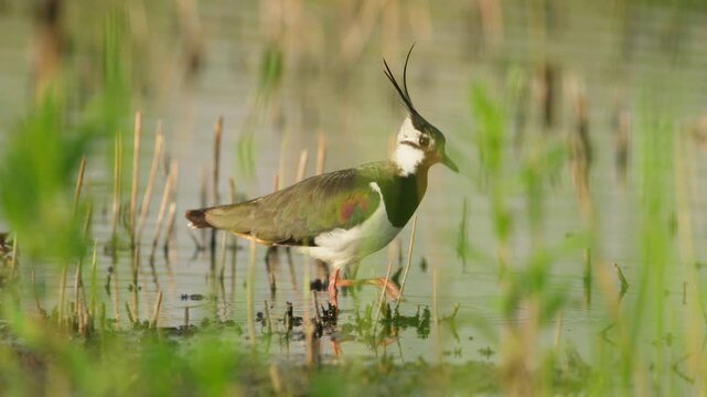 Telephoto tracking of Kievit or Northern lapwing feeding in wetlands slowly walking
