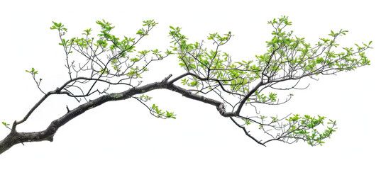 Obraz premium Tree branch tree isolated on white background