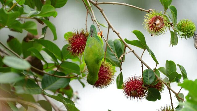 Vernal Hanging-parrot (Loriculus vernalis ) Birds eat the gardener's rambutan fruit.