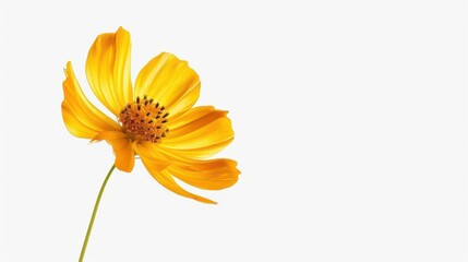 delicate yellow cosmos flower blooming in isolation on crisp white background minimalist floral art