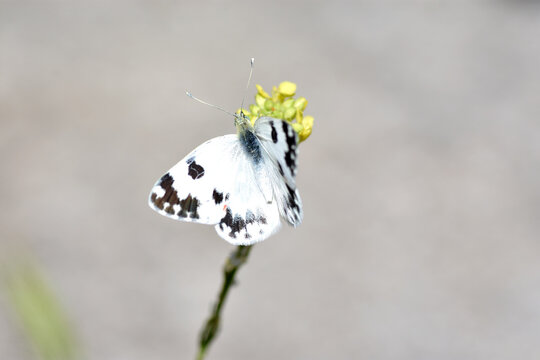 Batha white butterfly (Pontia daplidice) posing with wings spread