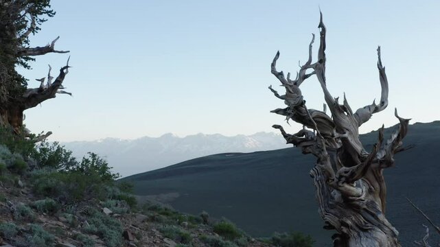 Bristlecone pines in the White Mountains, California oldest known living tree, over 5000 years old