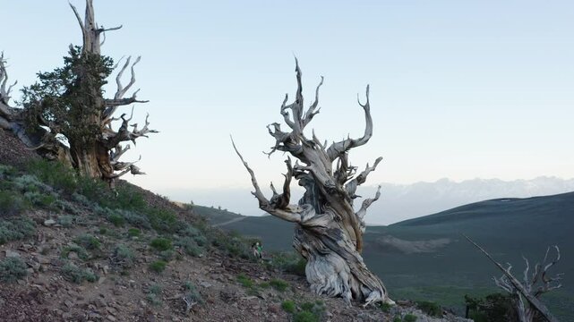 Big Bristlecone Pine (pinus longaeva) in the Ancient Bristlecone Pines forest of the White mountains