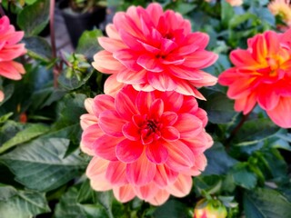 Close-up of vibrant red and pink dahlias in full bloom surrounded by green foliage.