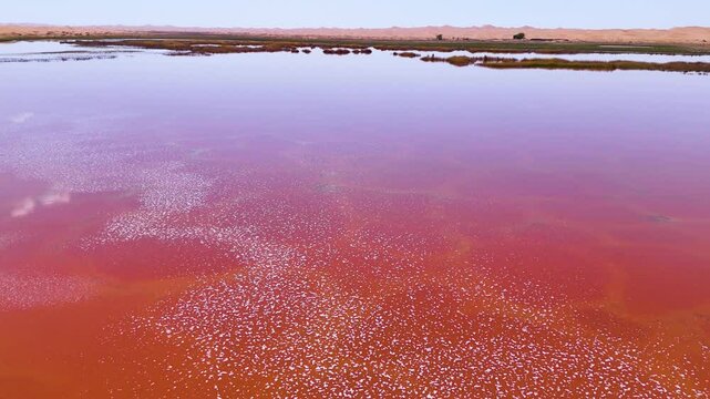 Flyover shot of the colorful pink waters of the Wulan Lake in the Tengger Desert, Inner Mongolia Autonomous Region, China. The halobacteria and the Dunaliella saline algae turn the salt lake pink.