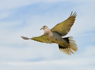 Eurasian Collared-Dove flying from right to left, with wings wide open, against cloudy sky