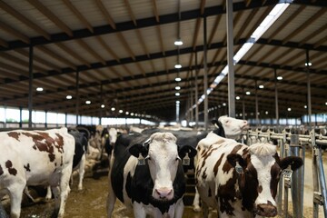 Herd of dairy cows inside a large, modern barn with ample lighting and spacious stalls © Wirestock