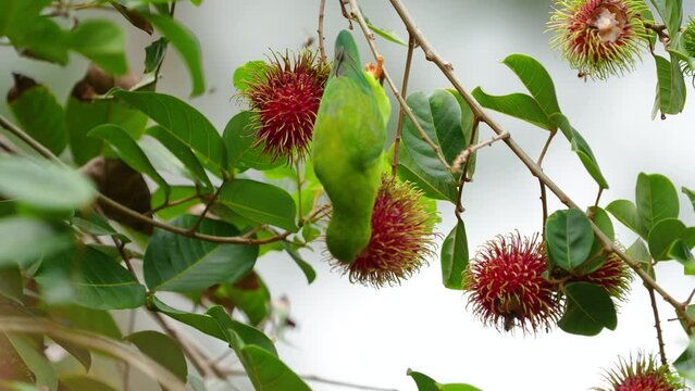 Vernal Hanging-parrot (Loriculus vernalis ) Birds eat the gardener's rambutan fruit.