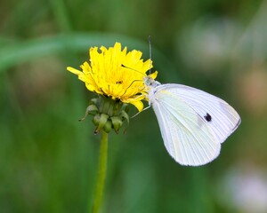 Close-up of a Cabbage White Butterfly in Dover, Tennessee