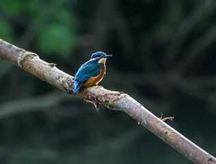 Vibrant kingfisher perched on a tree branch in a natural setting
