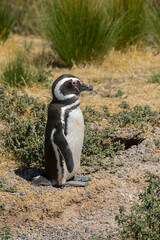 Obraz premium Magellan penguin at punta tombo peninsula, chubut, argentina