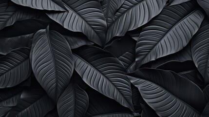 Fototapeta premium abstract black leaves for tropical leaf background