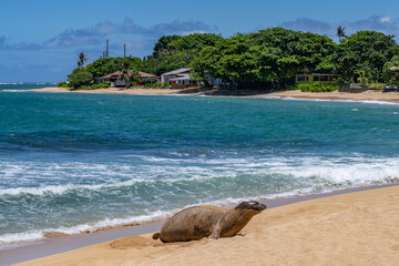  Kapalaoa Beach，Windward Coast of Oahu, Hawaii.  The Hawaiian monk seal (Neomonachus schauinslandi) is an endangered species of earless seal in the family Phocidae that is endemic to the Hawaii © youli zhao
