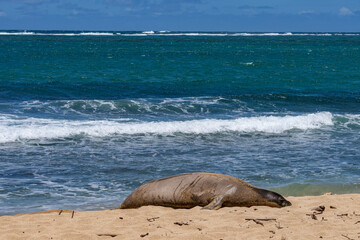  Kapalaoa Beach，Windward Coast of Oahu, Hawaii.  The Hawaiian monk seal (Neomonachus schauinslandi) is an endangered species of earless seal in the family Phocidae that is endemic to the Hawaii