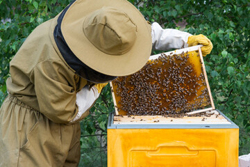 A beekeeper, a woman in a protective suit against bee stings, holds a frame with honey from a bee hive in her hands. Beekeeping, care of the hive