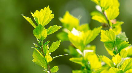 Green leaves on a tree in nature