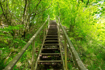 Staircase in the arboretum in summer