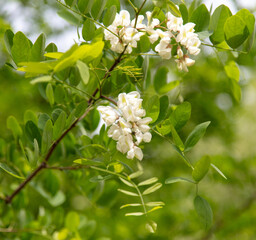 Blooming white acacia flowers on nature