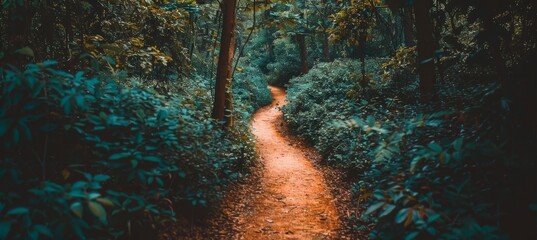 Enchanting jungle trail  adventure awaits among towering trees and tangled vines