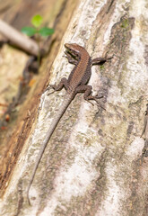 Close up portrait of a lizard in the wild