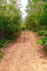 Dirt road in the forest in nature in summer