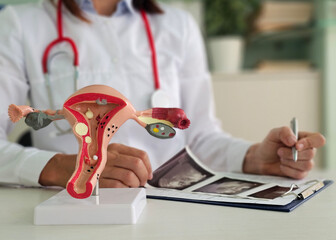 Female Reproductive System Model on Doctors Desk