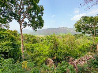 Jungle in the tropics of Thailand