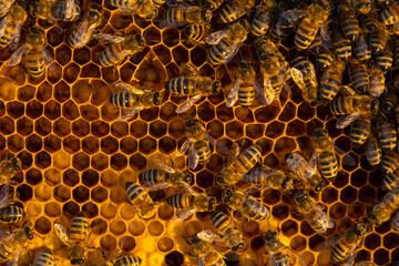 Bees sit on honeycombs with honey in a bee frame in a beehive close-up. Beekeeping, sealing honeycombs with wax and pouring honey, breeding and keeping bees