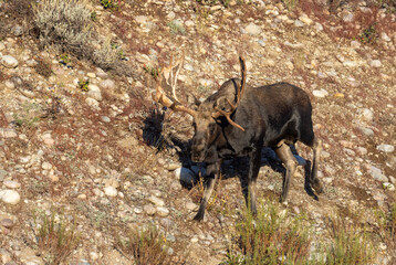 Bull Moose During the Rut in Wyoming in Autumn