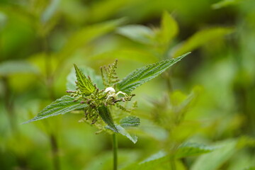 Misumena vatia is a species of crab spider with a holarctic distribution, Thomisidae family. Hanoner, Germany.