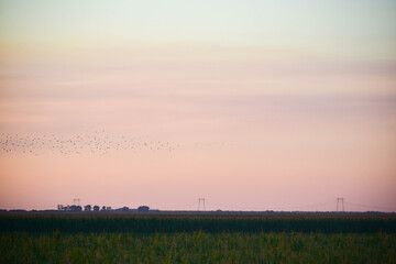 sunset over the field