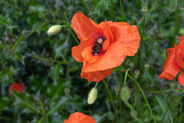Fototapeta premium Close up of a bee and a red poppy flower in a garden