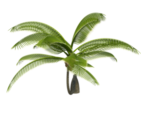 Albero con e senza foglie di vari colori  verdi, gialle, rosse o, arancioni o multicolore fondo trasparente e isolato