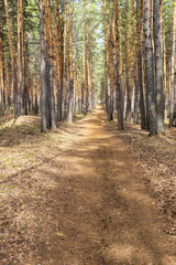 Obraz premium a road in the forest among pines, rows of planted pines in the forest on a summer day