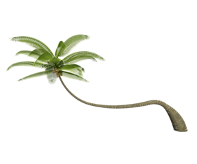 Albero con e senza foglie di vari colori  verdi, gialle, rosse o, arancioni o multicolore fondo trasparente e isolato